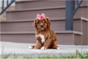 Elizabeth - Cavapoo for sale