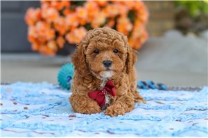 Fred - puppy for sale