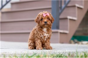 Eliana - Cavapoo for sale
