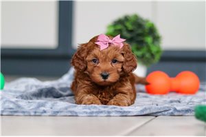 Gwen - puppy for sale