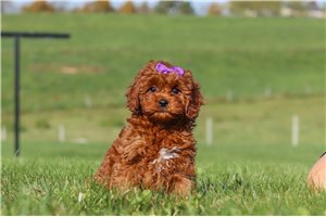 Gina - Cavapoo for sale