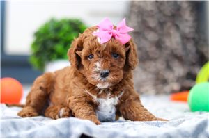 Emily - Cavapoo for sale