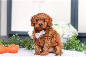 Sawyer - puppy for sale