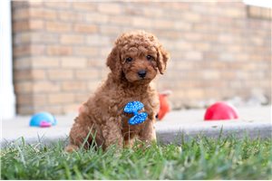 Elijah - Cavapoo for sale