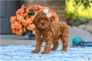 Fern - puppy for sale
