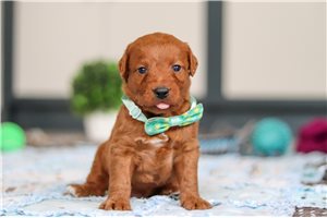 Hitchcock - Labradoodle for sale