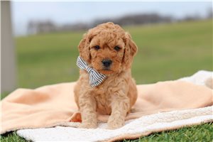 Daniel - Labradoodle for sale