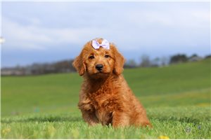 Hermione - Labradoodle for sale