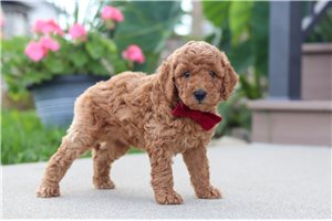 Freeman - puppy for sale