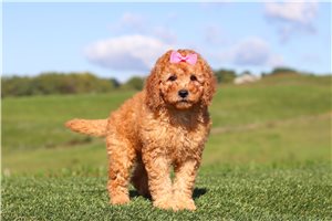 Freda - Labradoodle for sale
