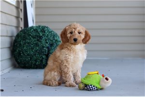 Luna - Labradoodle for sale