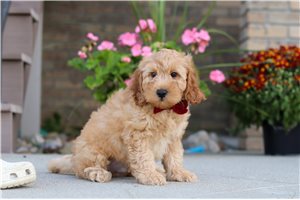 Lucas - Labradoodle for sale