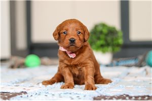 Haven - Labradoodle for sale