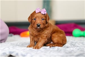 Hermione - Labradoodle for sale