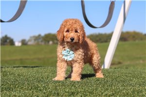 Friar - Labradoodle for sale