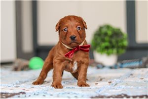 Holly - Labradoodle for sale