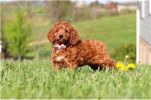 Dahlia - Labradoodle for sale