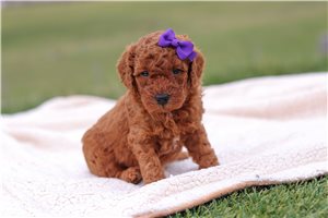 Daphne - puppy for sale