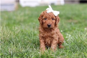 Delilah - puppy for sale