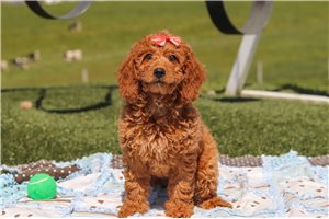 Diana - Labradoodle for sale