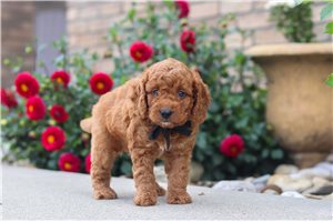 Frankie - Labradoodle for sale
