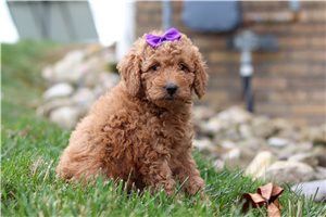 Charlize - puppy for sale