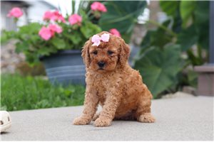 Freda - Labradoodle for sale