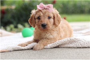 Luna - Labradoodle for sale