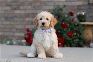 Lawson - Labradoodle for sale