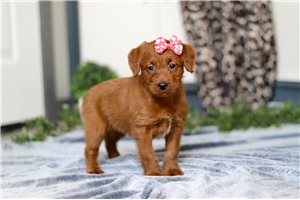 Holly - Labradoodle for sale