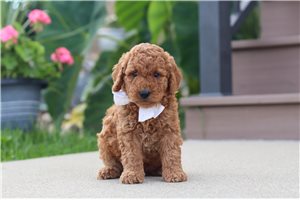 Fred - puppy for sale