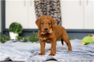 Hitchcock - Labradoodle for sale