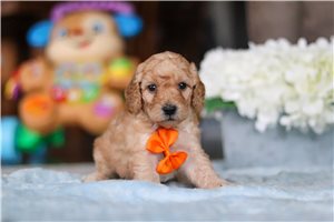 Chester - Labradoodle for sale