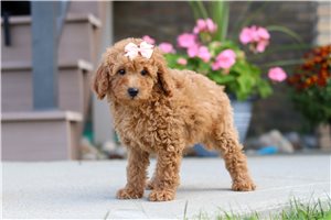 Lily - Labradoodle for sale