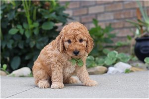 Friar - Labradoodle for sale