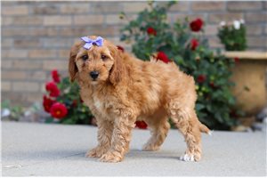 Louisa - Labradoodle for sale