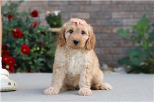 Luna - Labradoodle for sale