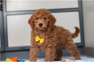 Carl - puppy for sale