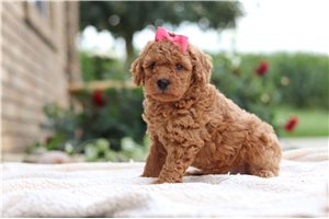 Lily - Labradoodle for sale