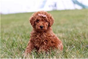 Crystal - Labradoodle for sale