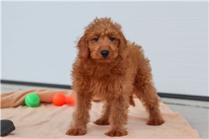 Heidi - Labradoodle for sale