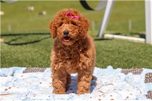 Daisy - Labradoodle for sale