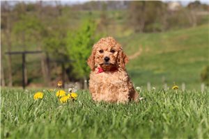Daniel - Labradoodle for sale