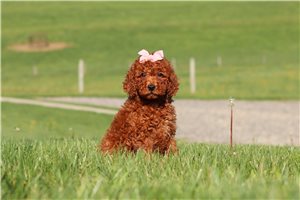 Daphne - Labradoodle for sale
