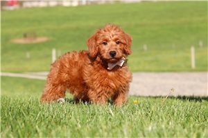 Hermione - Labradoodle for sale