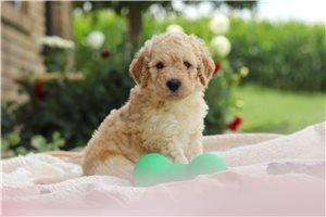 Lawson - Labradoodle for sale