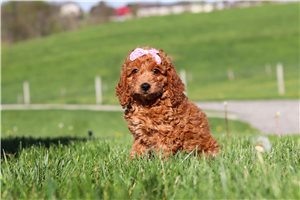 Diana - Labradoodle for sale
