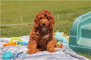 Dahlia - Labradoodle for sale