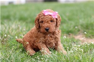 Daisy - puppy for sale