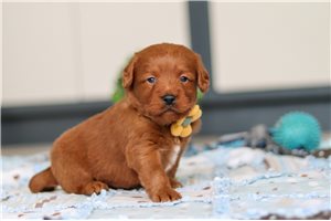 Hank - Labradoodle for sale